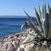 Makarska